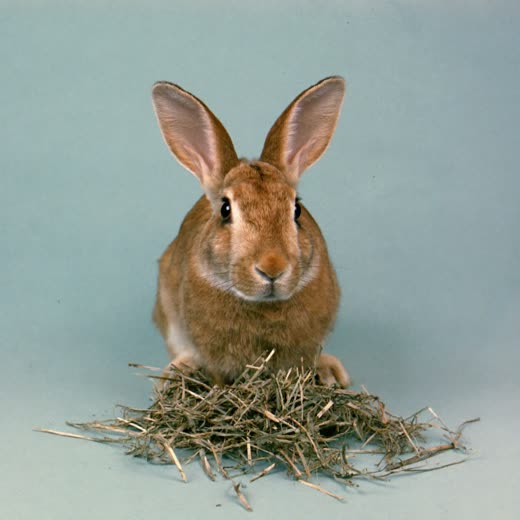 A rabbit with a handful of hay