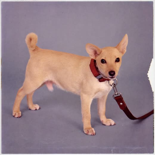 A plain collar and lead